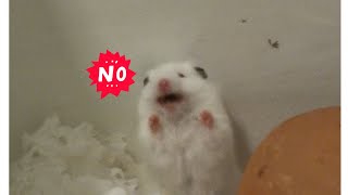 When Hamsters Scared Loud Noise [upl. by Saltzman]