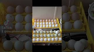 homestead​​ maticoopx​ incubator chickens​ chickeneggs​ eggs​​ fyp​ fypシ゚viral​ fypage​​ [upl. by Deming]