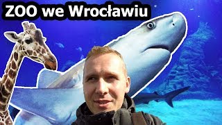 ZOO we Wrocławiu  Wycieczka z Przyczepą Kempingową Vlog 102 [upl. by Rainah531]