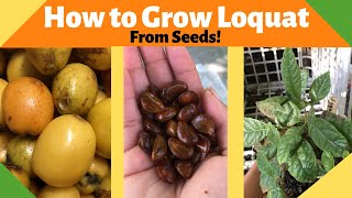 How to Grow Loquats from Seed [upl. by Darcee]