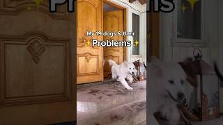 What are your dogs problems🤪🐾 dogsofyoutube rescuedog fosterdogs [upl. by Marylee]