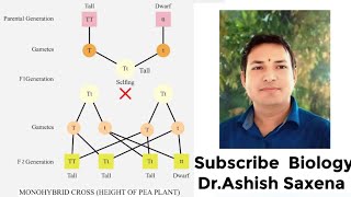 What is the genotype and phenotype ratio of a monohybrid cross [upl. by Latif]