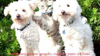 HIMNO A LA AMISTAD 01 [upl. by Chesnut]