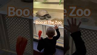 Our First Time Going to Boo at the Zoo and It was a Success 🎃👻 halloween zoo shorts [upl. by Harmaning]