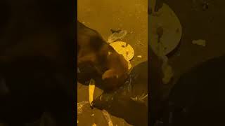 Perrito rebuscando en la basura fypyoutube fypシ゚viral fypシ゚viral fyp fypシ゚ youtuber shorts [upl. by Nnylrats]