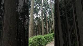 Pine tree nature pineforest darjeelingtravelguide travel lamahattaecopark ecoparklamahatta [upl. by Eicats]