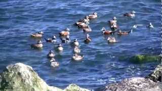 Barnegat Inlet Winter Waterfowl  HD VIdeo [upl. by Aramad]