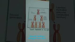 Class 12 biology project file Topic DNA replicationbiology  Practical filesstudentlife [upl. by Tristan]