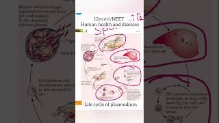 plasmodium life cyclemalaria [upl. by Pamelina]