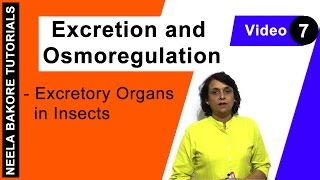 Excretion and Osmoregulation  NEET  Excretory Organs in Insects  Neela Bakore Tutorials [upl. by Yniatirb]