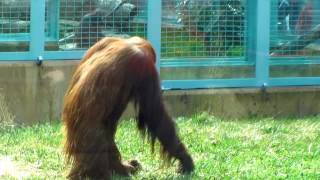 Orangutan Walking In Habitat  Smithsonian National Zoo Washington DC [upl. by Maddocks]