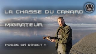 Superbe Chasse du Canard Migrateur à la Passée SarcelleSiffleurChipeauDuck Hunting [upl. by Lebatsirhc871]