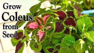 How to Grow Coleus from Seed  An Easy Planting Guide [upl. by Kiernan]