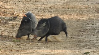 Javelina Head Shot 81 yards [upl. by Artemas]