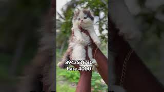 Quality kittens cheap price in Kerala  vichu poochakkal [upl. by Esnofla]