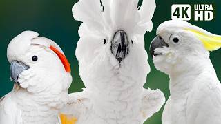 Most Beautiful White Cockatoos on Earth  Stunning amp Serene Nature Sounds  Breathtaking Nature [upl. by Tiga]