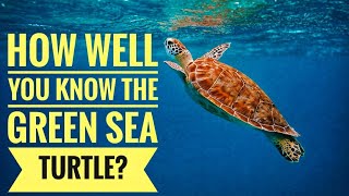 Green Sea Turtle  Description Characteristics and Facts [upl. by Wemolohtrab724]