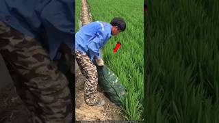 चीन वाले खेतों में केकडे क्यों छोड़ रहे हैं 🙄 crab farming [upl. by Trawets110]