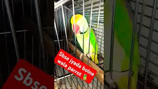 Ringneck parrot 🦜🙏 please like subscribe 🦜🙏 [upl. by Rats274]