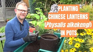 Planting Chinese Lanterns in Pots  Physalis alkekengi  Unusual Perennial Plants  Autumn Interest [upl. by Massingill]