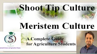 SHOOT TIP CULTURE Tissue Culture [upl. by Anear]