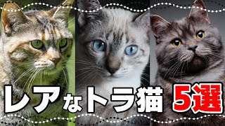 いくつ知ってる？珍しいトラ猫の毛色5選 [upl. by Edaw393]