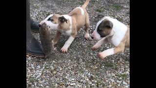 Working Bull Terrier  Puppy Bull Terrier with rat [upl. by Aneeh]