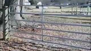 Electric Fence 101 Benefits of Electric Fencing and Installation Tips by Zareba® [upl. by Dayiz]