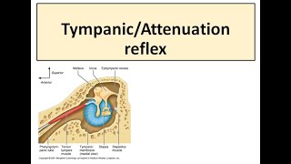 Tympanic reflex [upl. by Irafat]