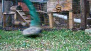 ferret vs garden strimmer [upl. by Eyla]