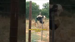 Cassowary vs Ostrich Who would win 😱 shorts animals birds [upl. by Nnasor436]