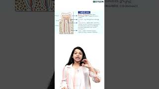 Structure Of Tooth   Xylem Class 9 [upl. by Cirad922]