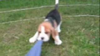 beagle  puppies six weeks old [upl. by Amikat887]