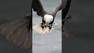 The bald eagle Haliaeetus leucocephalus eagles shortvideo trending [upl. by Grinnell]