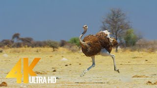 4K Ostrich the Flightless Bird  African Wildlife Documentary Film with Narration [upl. by Saxen]