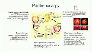 Parthenocarpy  Plant Reproduction  Biology [upl. by Anahsek]