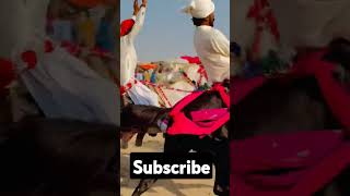 Horse Race in sindh [upl. by Mairim]