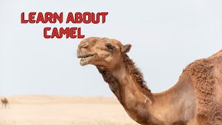 Amazing Facts About Camels  Fun Learning Video for Kids [upl. by Kronfeld]