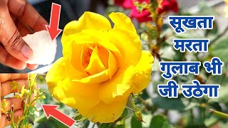 सूखता मरता गुलाब भी जी उठेगा how to save a dying rose plant by natural wayGreen Garden Gujarat [upl. by Pierson]