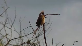 Speckled mousebird Colius striatus at African River Wildlife  mpalaliveorg  exploreorg [upl. by Ellenwad577]