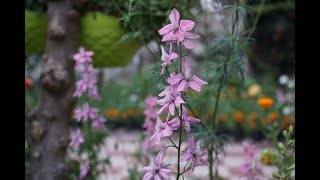 Winter ke khubsurat flower Larkspur Delphinium ko grow aur care karna How to grow Larkspur [upl. by Poler]