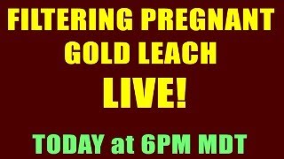 FILTERING GOLD LEACH LIVE making it look easy [upl. by Anabal859]