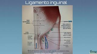 Anatomia Médico Cirúrgica  Parede abdominal e suas fragilidades Região inguinal Parte 03 [upl. by Nohtahoj323]