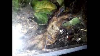 Feeding Poecilotheria vittata Ghost ornamental [upl. by Maurice]