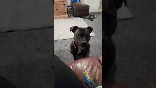 My Crazy Staffordshire bull terrier staffy barking mad [upl. by Ahsiekit]