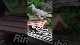 😂 Ringeltaube sieht das Futter unter sich nicht 🐦 [upl. by Ehsiom]