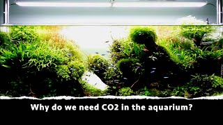 Why do we need CO2 in the aquarium [upl. by Dnanidref]