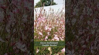 Gaura lindheimeri Gambit Bicolor [upl. by Reid884]