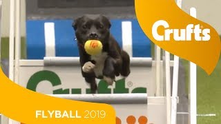 Flyball  Team SemiFinals  Part 1  Crufts 2019 [upl. by Dniren]