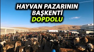 Ankara Çubuk Hayvan Pazarı quotTÜM FİYATLAR ve PAZARLIKLARquot [upl. by Toh]